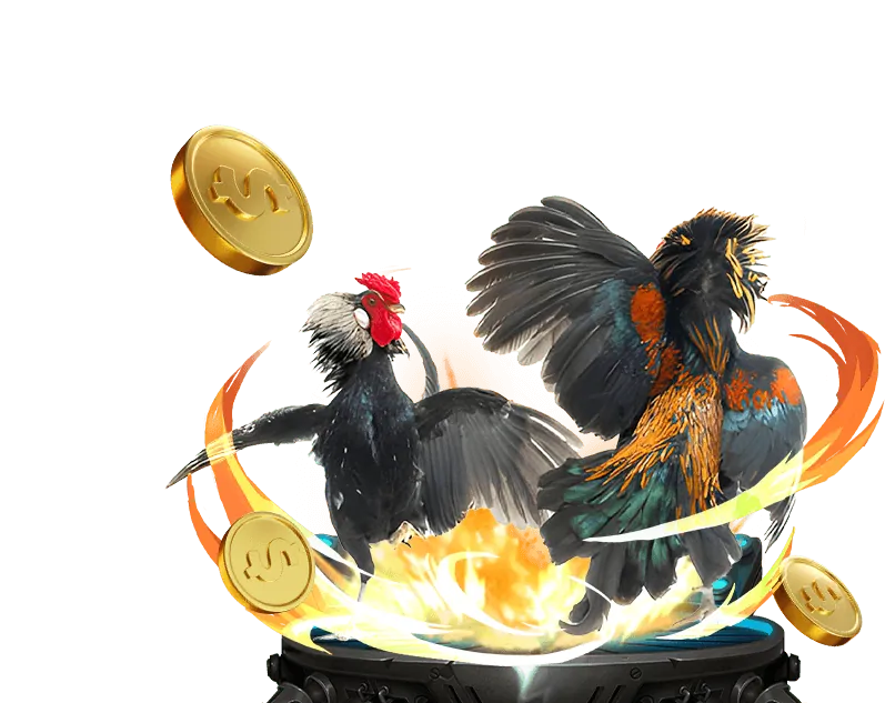 Một huấn luyện viên đang hướng dẫn gà chọi luyện tập các chiến thuật đá gà